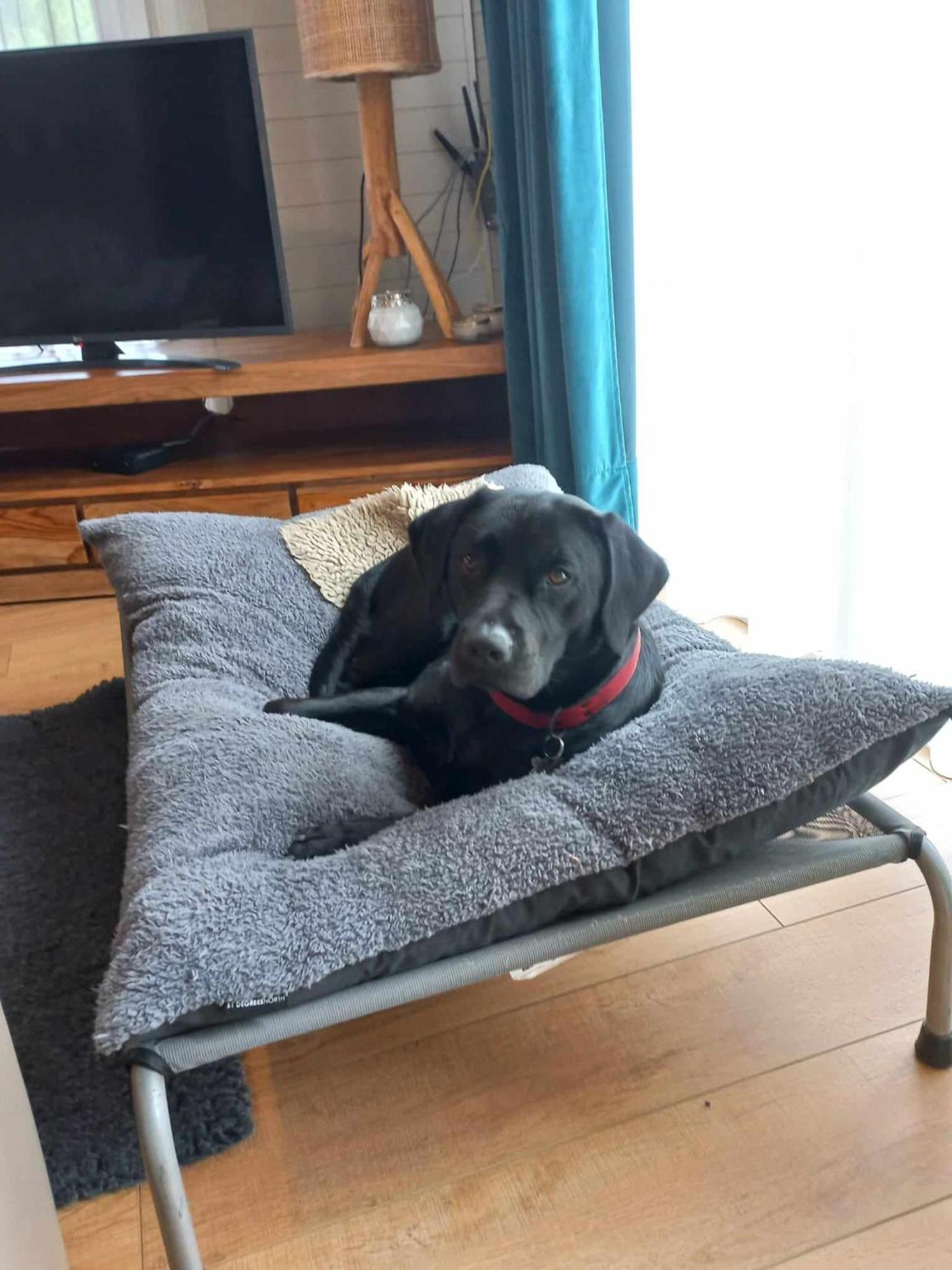 Le Mont Celeste Dogs Friendly Nonceveux Eksteriør billede